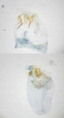 Réf. 254 972 : Stigmella atricapitella